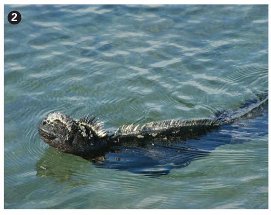 Marine iguana