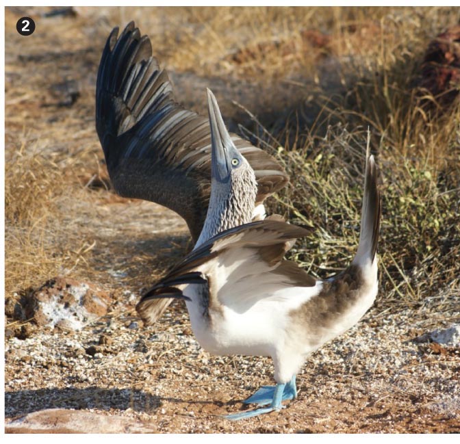 Blue-footed booby