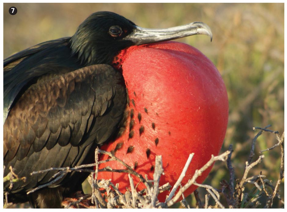 Frigatebird