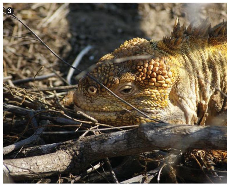 Lans iguana