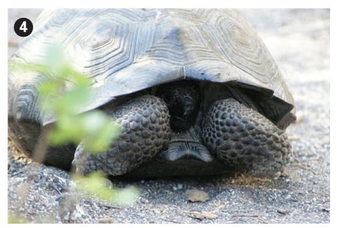 Giant tortoise